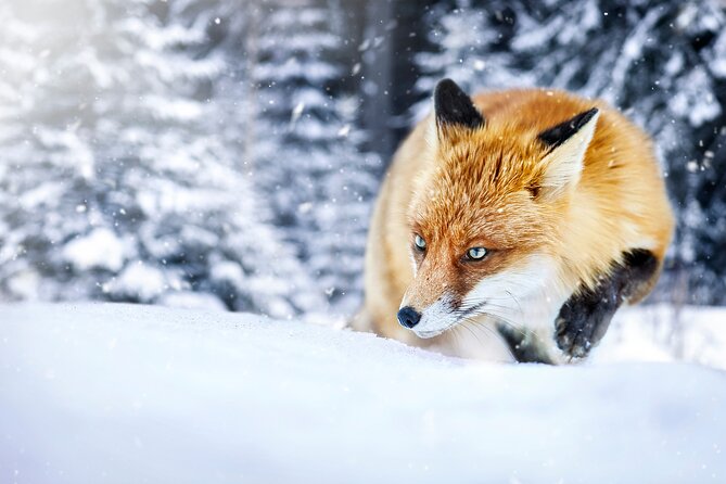 Private Grand Teton Winter Wildlife Safari With Picnic Lunch - Accessibility and Group Size