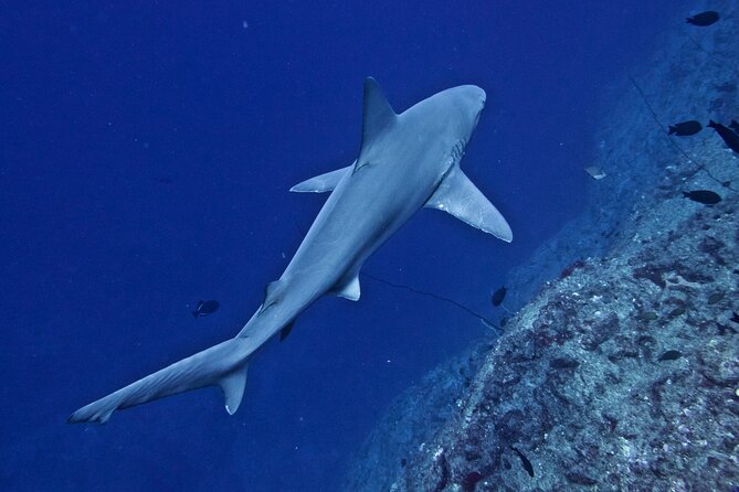 Private Niihau Scuba Charter With 2 or 3 Tank Dive Option - Dive Activity Options