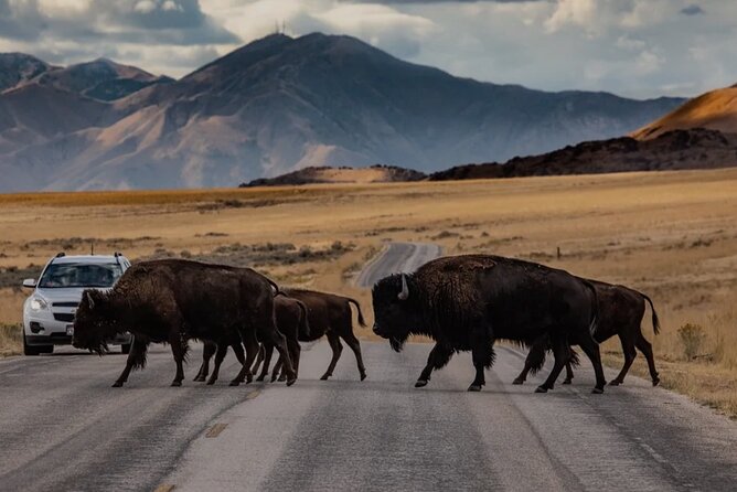 Private Wildlife and Scenic Tour on Antelope Island - Pickup and Accessibility