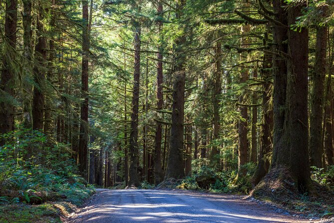 Redwood National and State Parks Self-Guided Audio Driving Tour - Pricing and Value for Your Group
