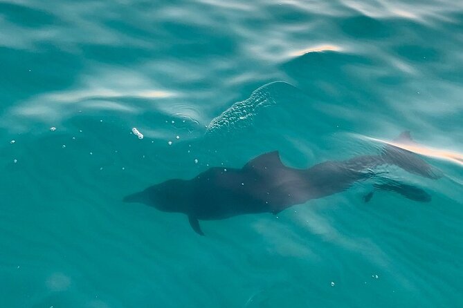 Sandestin Sunset Eco-Dolphin Cruise - Accessibility