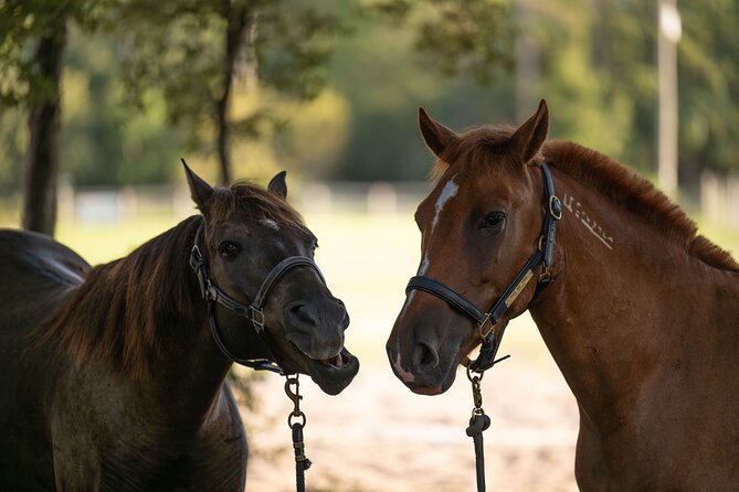 Shaded Trails Horse Ride - Horse and Rider Safety