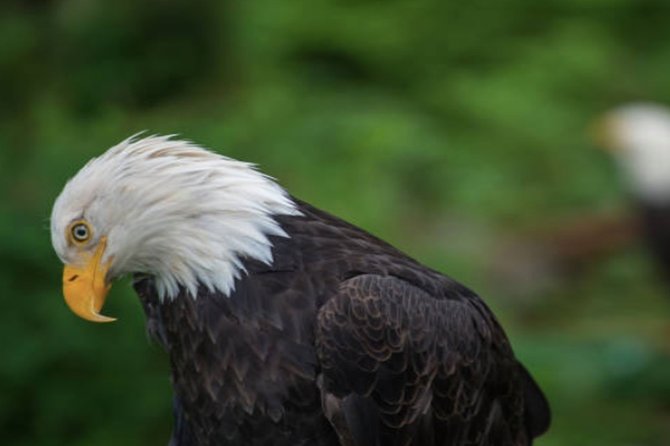 Sitka Shore Excursion: Sitka Harbor & Islands Guided Kayaking - Schedule and Availability