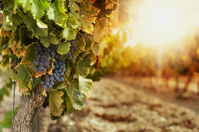 Southern Arizona Private Wine Tour South of Tucson - Sonoita-Elgin Vineyards - Delight in a Gourmet Lunch at a Vineyard Backdrop