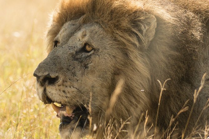 Tanzania Safari 1- Day - ARUSHA NATIONAL PARK VISIT - Cultural Experiences and Local Interactions