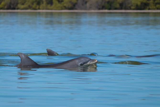 Tubing and Dolphins Up to 6 Guests - Important Information for Guests
