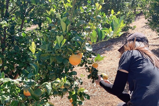 U-Pick - Tangerine and Lemon Picking at Sunmist Tangerine Farm - Private Tour Experience
