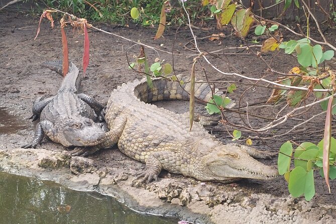 Visit to the Everglades in French - Points De Rencontre Et De Dépôt