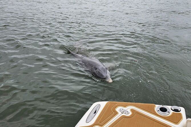 1 Hour Private Dolphin and Nature Tour - Cancellation Policy