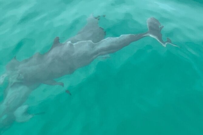 2 Hour Shell Island Jet Ski Dolphin Tour - Cancellation and Payment Policies