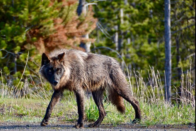 3 Days Private Yellowstone Tours From West Yellowstone - The Tour Experience