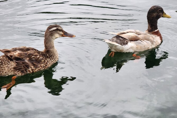 Afternoon Crystal River Ecological Boat Tour - Additional Information