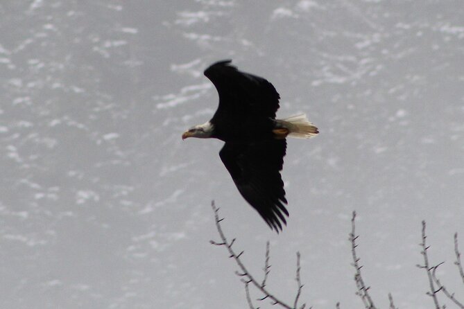 Bald Eagles Nesting Area Tour at Skagit River - Booking Information