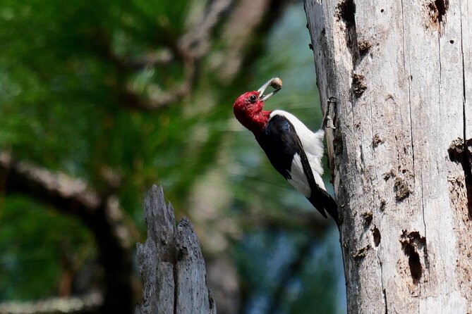 Birding and Wildlife Tour of Floridas Treasure Coast - Physical Requirements and Accessibility