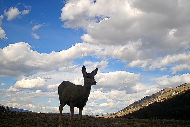Day Hike in Yellowstone - Group Size and Private Tours
