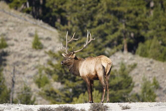 Full Day Private Guided Tour in Yellowstone National Park
