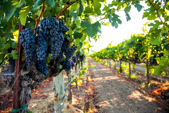 Full Day Private Willamette Valley Wine Tour From Portland - Transportation and Comfort