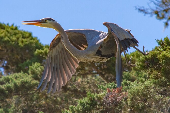 Golden Gate Park Wildlife Walking Tour - Tour Highlights