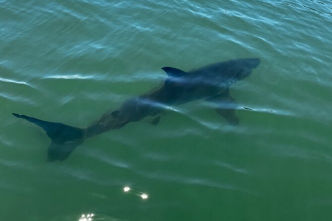 Great White Sharks Topside in Monterey Bay - Pricing Details