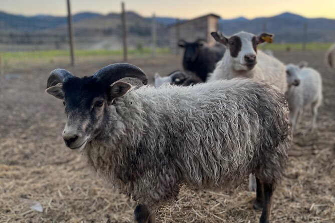 Guided Walking Tour of Methow Meadows and Meet the Animals - What to Bring and Wear