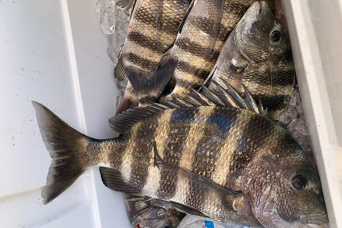 Jacksonville Fishing Charter-23 - What to Expect on the Charter