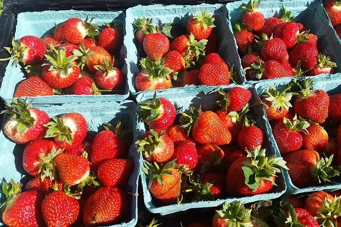 Lewin Farms, Lavender By The Bay and Tanger Outlets Full-Day Tour - What to Expect on the Tour