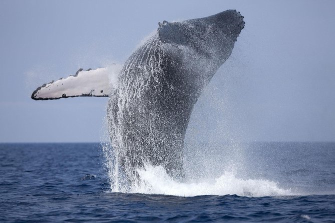 Mirissa Whale Watching, Stilt Fishing & Turtle Tour From Colombo - Inclusions and Amenities