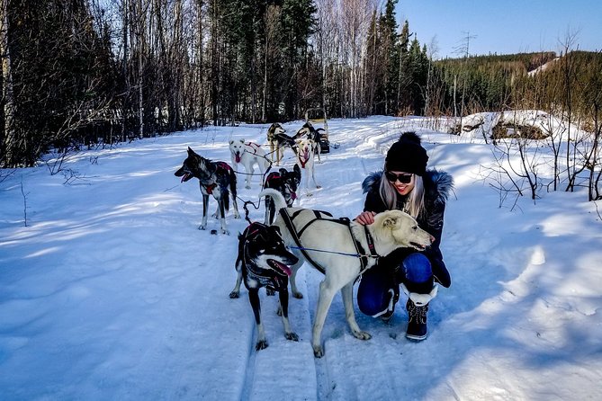 One Hour Experience Dog Sledding - The Sum Up