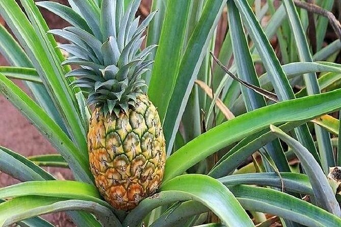 Pearl Harbor, Dole Plantation, and Polynesian Center From Maui - Exploring Dole Plantation