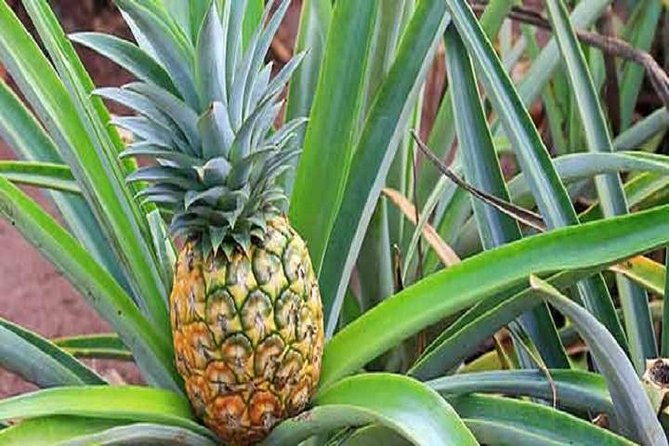 Pearl Harbor + Dole Plantation + Polynesian Center From Kauai - Important Pickup Locations
