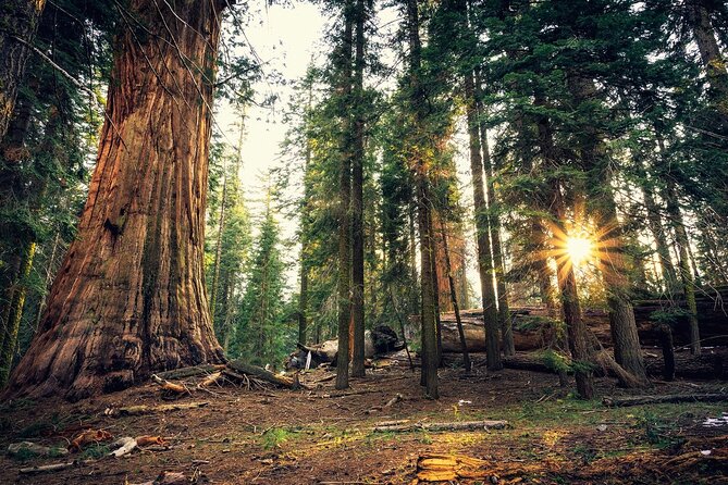Private Day Tour to Yosemite National Park - Booking and Cancellation Policies