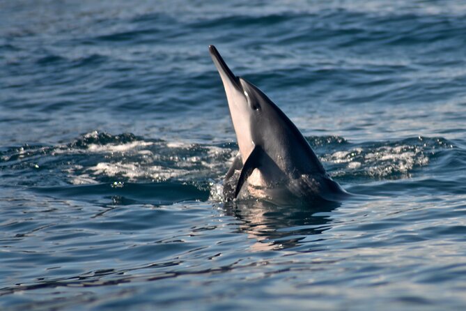 Private Niihau Scuba Charter With 2 or 3 Tank Dive Option - Equipment and Amenities Provided