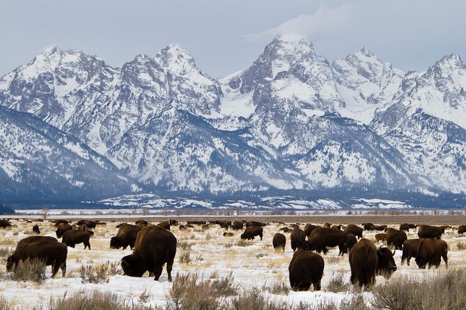Private Tour Grand Teton National Park - Tour Conditions and Important Information