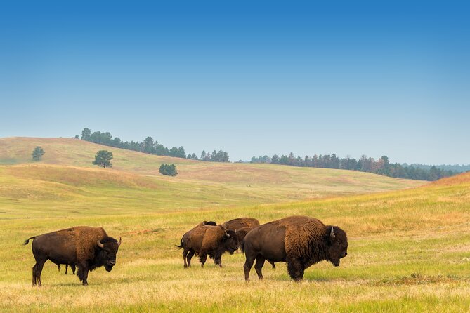 Private Tour Mt Rushmore Crazy Horse and Custer State Park - Tour Route and Duration