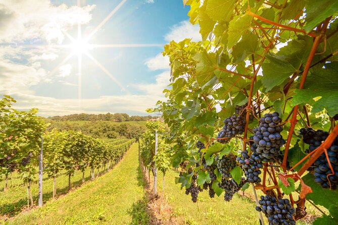 Private Tour Napa and Sonoma Valley Wine - Exploring Napa Valley