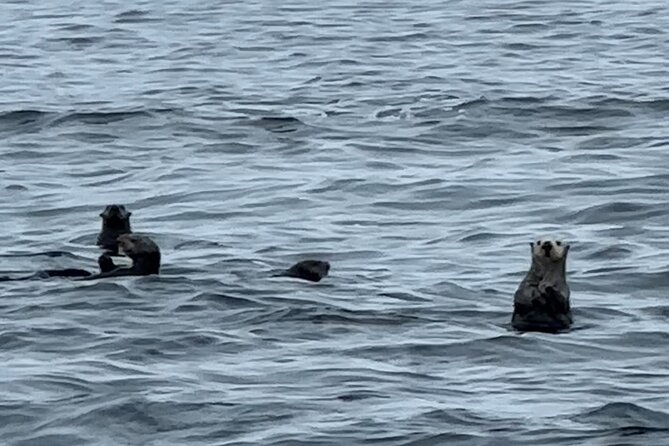 Sitka'S Private Wildlife Whale Adventure for 6 W/Transportation - Refund and Cancellation Policies