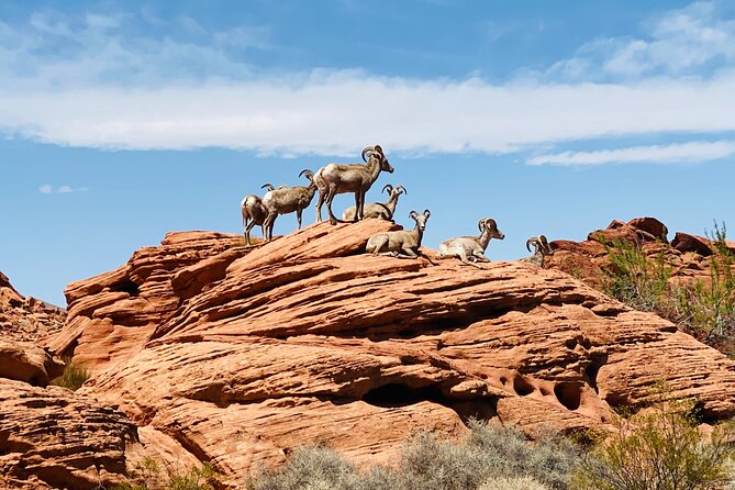 Valley of Fire Guided Tour From Las Vegas - Pricing Details