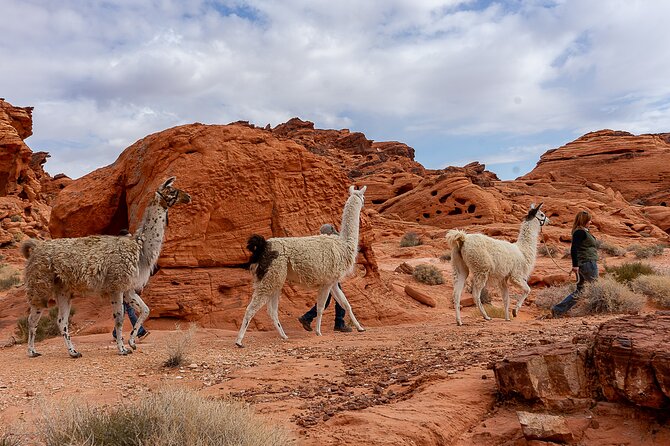 Valley of Fire Llama Hikes - Booking and Logistics