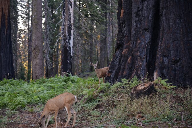 2 Days Private Tour to Sequoia and Kings Canyon Parks From LA - Health and Accessibility
