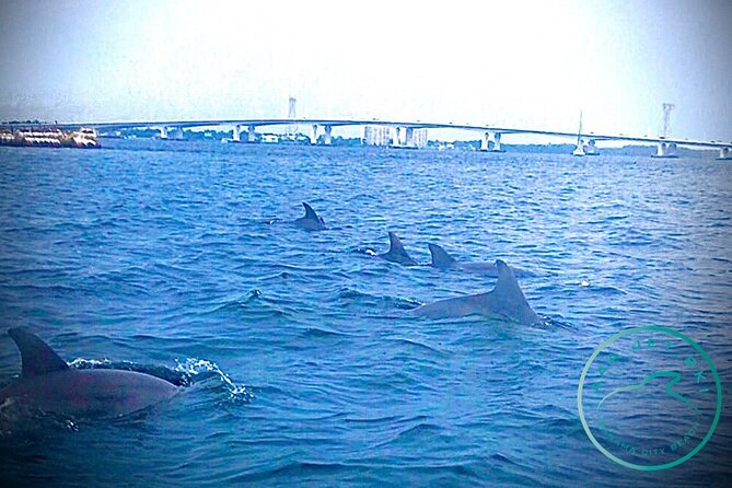 2 Hour Shell Island Jet Ski Dolphin Tour - What to Expect on the Tour