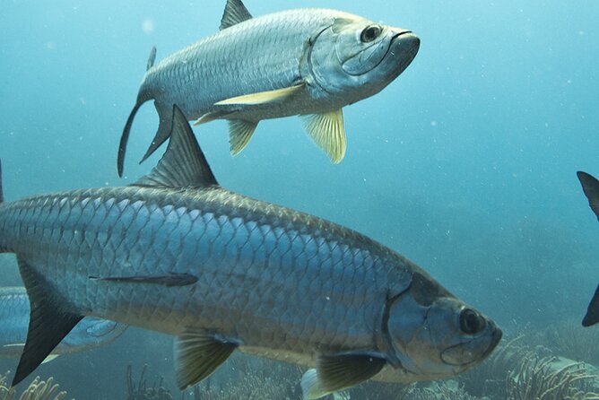 6 Hour Family Friendly Fishing Charter in Sarasota, Siesta Key - Accessibility and Participation