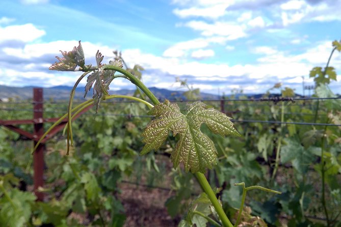 6 Hour Variety Wine Vineyard Tour in Napa Valley - Discovering V. Sattui Winery