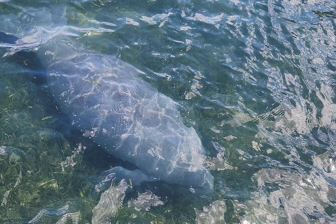 Afternoon Crystal River Ecological Boat Tour - What to Expect