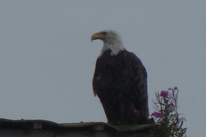 Bald Eagles Nesting Area Tour at Skagit River - What to Expect on the Tour