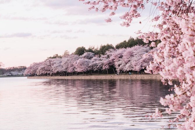 Cherry Blossom Private Bus Tour of Washington DC - Accessibility Features
