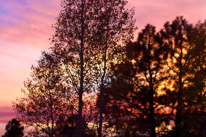 Forest Bathing and Meditation on Mt Lemmon - Health and Safety Guidelines