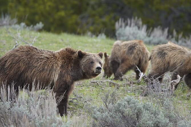 Full Day Private Guided Tour in Yellowstone National Park - Exploring Yellowstones Diverse Landscapes