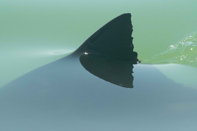 Great White Sharks Topside in Monterey Bay - Cancellation Policy