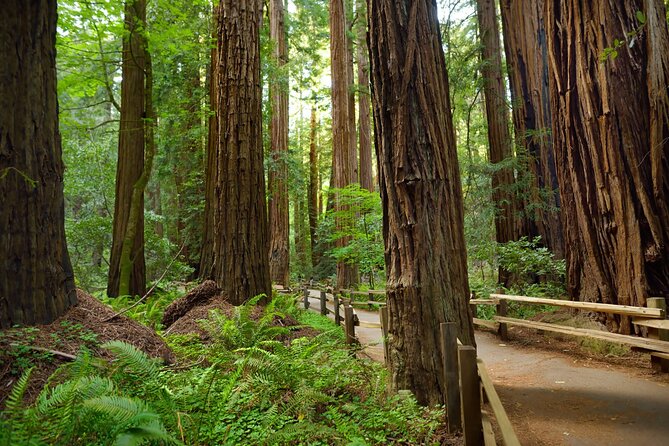 Muir Woods Self-Guided Driving and Walking Audio Tour - Meeting and End Points