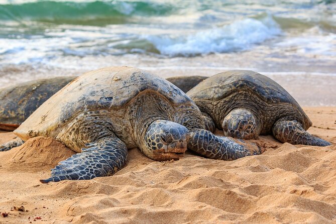 Oahu Circle Island Tour - Booking and Cancellation Policy